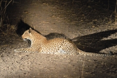 South Luangwa 27