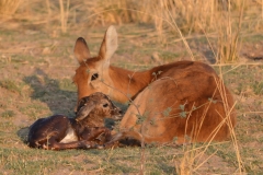 South Luangwa - A New Baby Puku