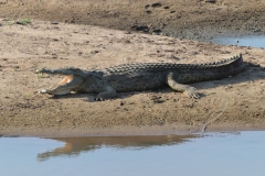 South Luangwa - Crocodile