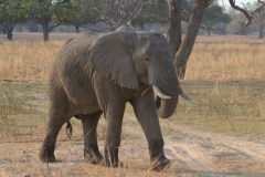 South Luangwa - Elephants Have Right of Way