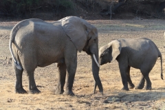South Luangwa - Elephants