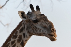 South Luangwa - Giraffe