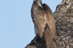 South Luangwa - Grey Hornbill