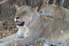 South Luangwa - Lioness With Open Mouth
