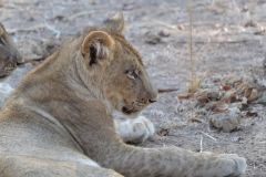 South Luangwa - Lioness