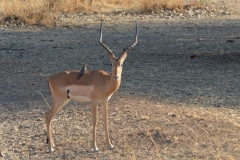 South Luangwa - Male Impala