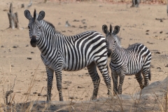 South Luangwa - Young Zebra