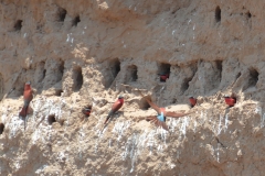 Zambezi - Carmine Bee-Eaters Nesting