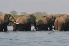 Zambezi - Elepants in the River