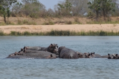 Zambezi - Hippo
