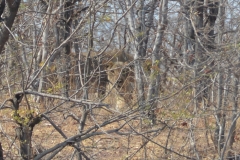 Zambezi - Lioness Waiting for us to Move On