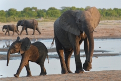 Hwange - Baby Elephants at the Waterhole