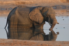 Hwange - Elephant in the Waterhole