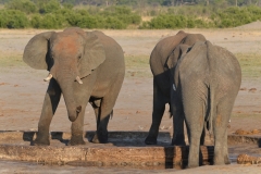 Hwange - Elephants Drinking