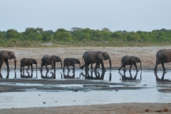 Hwange - Elephants at the Waterhole