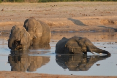 Hwange - Elephants in the Waterhole