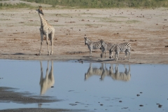 Hwange - Giraffe and Zebra at the Wayerhole