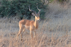 Hwange - Male Impala