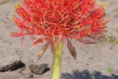 Hwange - Scadoxus
