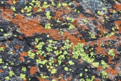 Matobo - Lichen at View of the World