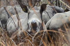 Matobo - White Rhino