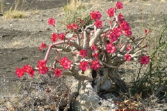 73007 Frankincense