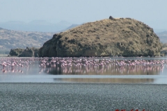 73021 Flamingoes on Lake Natron