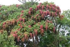 81231 Tree on Empakaai Crater