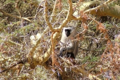 81614 Vervet Monkey