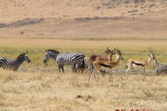 81623 Zebra Hartebeest + Tommys