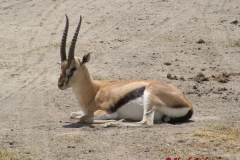 81627 Thompson's Gazelle