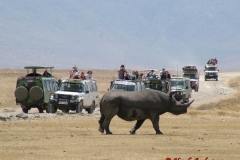81638 Rhino and Cars