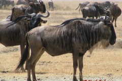 81641 Wildebeest