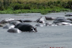 81651 Hippo Pool