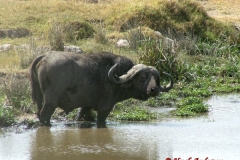 81653 Buffalo