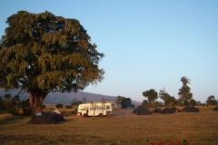 81706 Simba Camp
