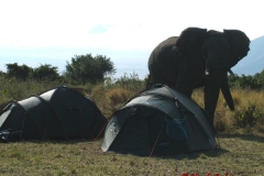 81713 Elephant by out Tents