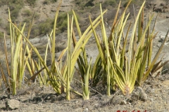 81731 Oldupai