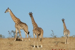 81735 Giraffe