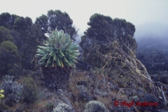 Giant Groundsell 19960215