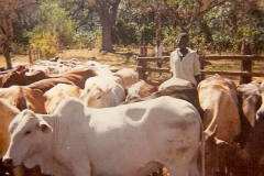 21 dip day, Maraba