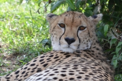 3 Maasai Mara 9