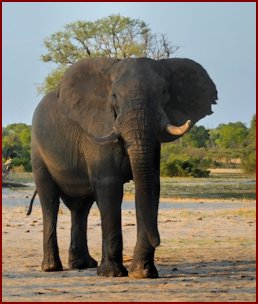 Elephant in Hwange National Park
