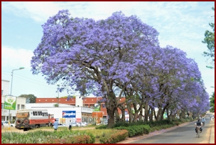 Jacaranda in Mzuzu Malawi