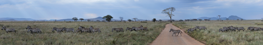 Zebra Crossing the Road, Pundamalia