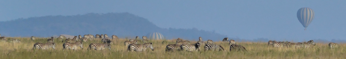 Balloons Over Zebra in the Serengeti