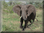 A Frikin Elephant - African Elephant