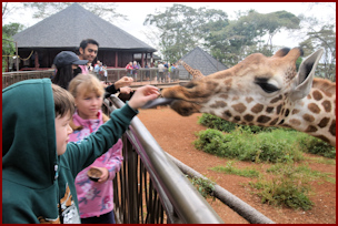 The Giraffe Centre at Langata