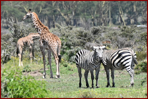 Giraffe and Zebra - Naivasha Walking Safari