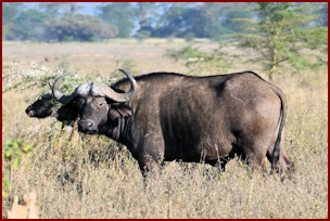 Cape Buffalo in Nakuru National Park